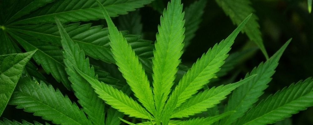 Le chanvre : la matière textile éthique de demain